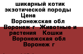 шикарный котик экзотической породы › Цена ­ 10 000 - Воронежская обл., Воронеж г. Животные и растения » Кошки   . Воронежская обл.,Воронеж г.